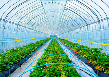 農業（ハウス栽培）