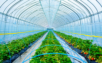 農業（ハウス栽培）